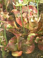 Sarracenia Purpurea (fam Sarraceniacees) (carnivore) (sud est des USA) (05) (Photo F. Mrugala)